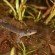 jefferson salamander in a pond