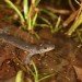 jefferson salamander in a pond jefferson salamander in a pond
