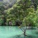 forest water mangrove