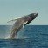 humpback whale jumping