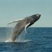 humpback whale jumping humpback whale jumping