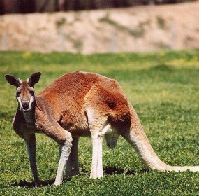 red kangaroo red red kangaroo, australia