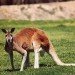 red kangaroo, australia