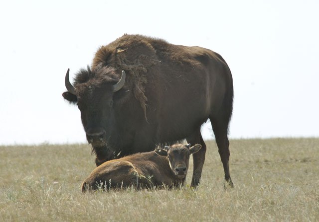 bison_cow_calf_by_karol_dabbs Bison bison bison, Plains bison, calf