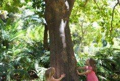kids trees