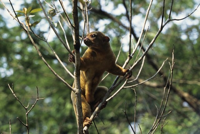 kinkajou, Potos flavus