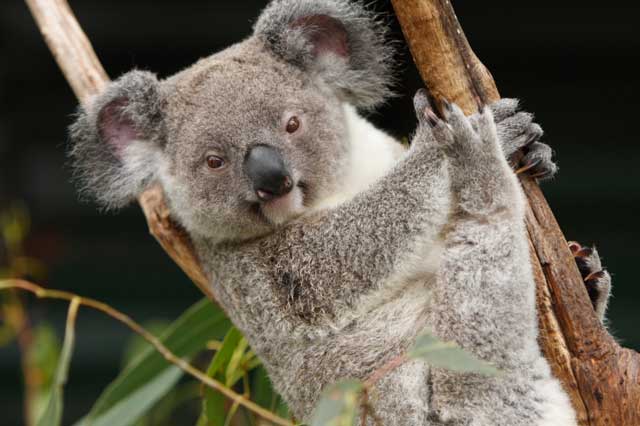 koala