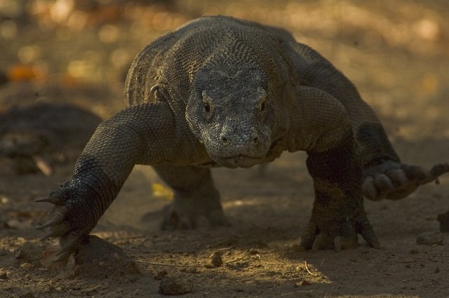 komodo_dragon komodo dragon by Kevin Flay
