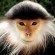 red shanked douc langur red shanked douc langur