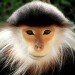 red shanked douc langur red shanked douc langur