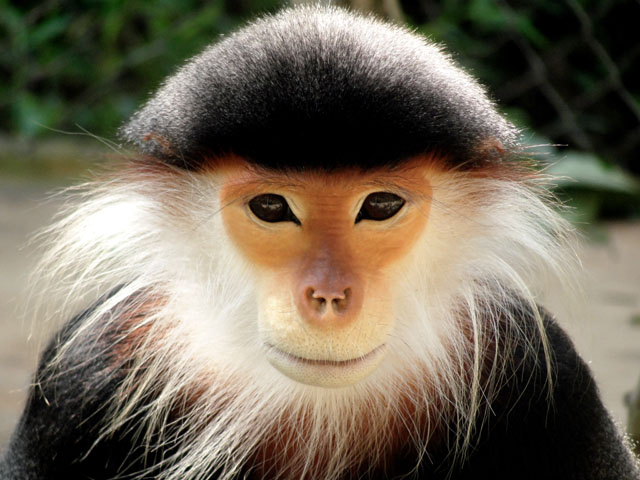 red shanked douc langur red shanked douc langur