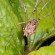 daddy long legs leaf spider