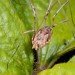 leaf_and_daddy_long_legs daddy long legs leaf spider