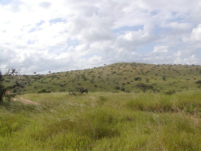 Lewa's Grasslands grasslands, Kenya, Lewa, Africa,