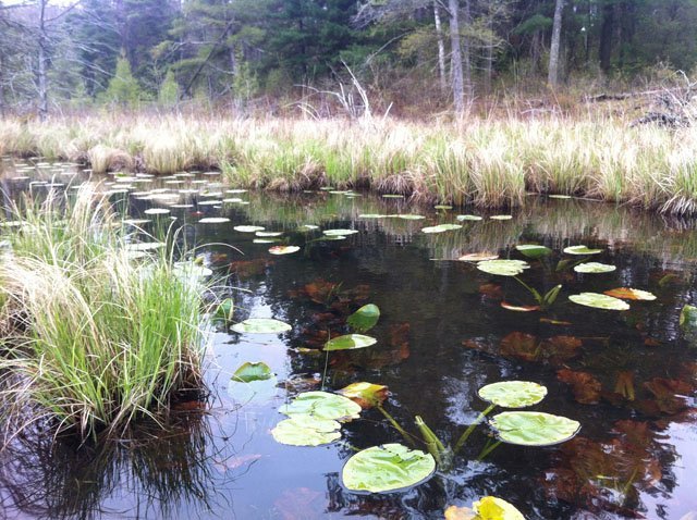 lilypads