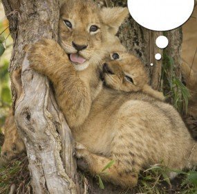 lion cubs lion cubs