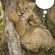 lion cubs lion cubs