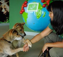 Lisa and New Guinea singing dogs Tari and Koto Lisa and New Guinea singing dogs Tari and Koto