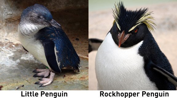 little penguin and rockhopper penguin little penguin and rockhopper penguin
