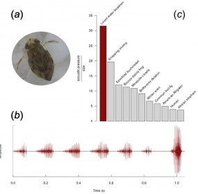 loudest_animal_water_boatman_dr_jerome_sueur