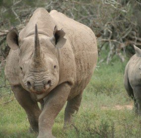 black rhinos diceros bicornis lucky mavrandonis black rhino monitoring project spons black rhino, Diceros bicornis