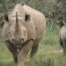 black rhino, Diceros bicornis