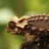 Antsingy leaf chameleon (Brookesia perarmata) - Madagascar