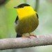 male yellow manakin male yellow manakin