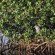 bird mangrove forest