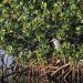bird mangrove forest bird mangrove forest