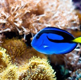 paracanthurus_hepatus_marcin_lachowicz Regal Tang, Palette Surgeonfish, paracanthurus hepatus