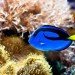 Regal Tang, Palette Surgeonfish, paracanthurus hepatus