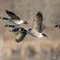canadian geese migrating