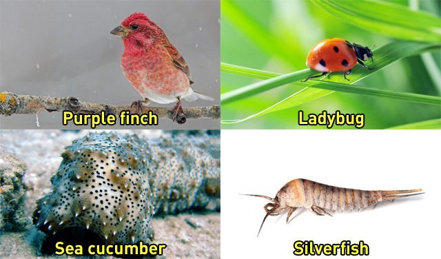 misnamed animals