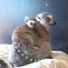 baby lemur mom baby, lemur, lemur mom