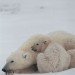 polar bear mom cub