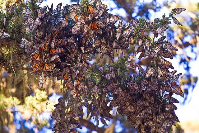 monarch_butterflies_agunther monarch butterflies by Agunther