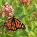 Monarch butterfly