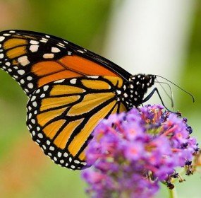 monarch butterfly wings