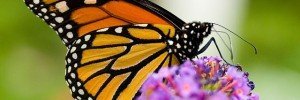 monarch butterfly wings