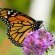 monarch_butterfly_wings monarch butterfly wings