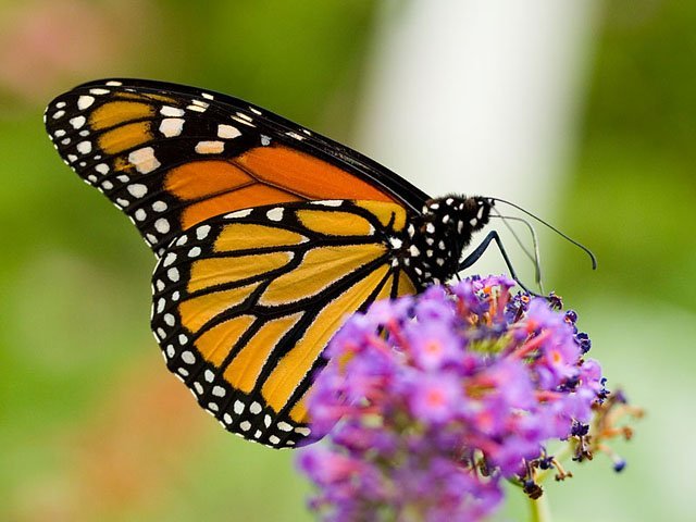 monarch_butterfly_wings monarch butterfly wings