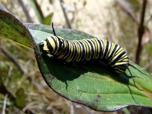 monarch_caterpillar monarch butterfly, caterpillar, Danaus plexippus