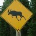 moose crossing sign moose crossing sign