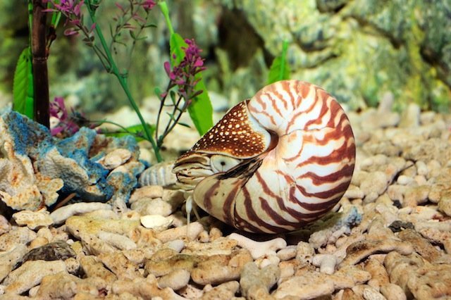 nautilus beautiful shell mollusk