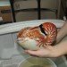 Nautilus Nautilus research conservation