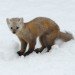 newfoundland pine marten