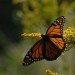 monarch noah cole monach butterfly