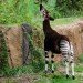 okapi, okapia johnstoni
