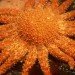 orange, sunflower, star